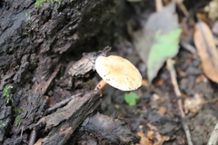 Singerocybe