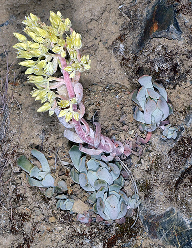 oblongleaf stonecrop (Sedum oblanceolatum)