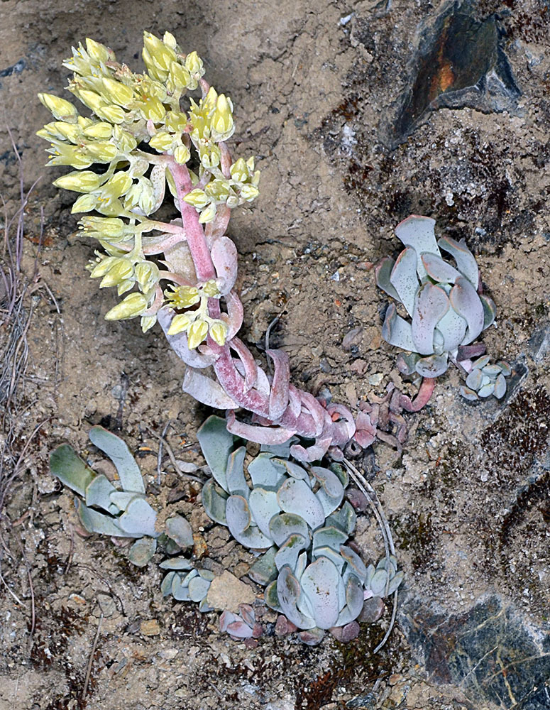 Sedum oblanceolatum