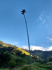 Ceroxylon quindiuense