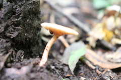 Singerocybe