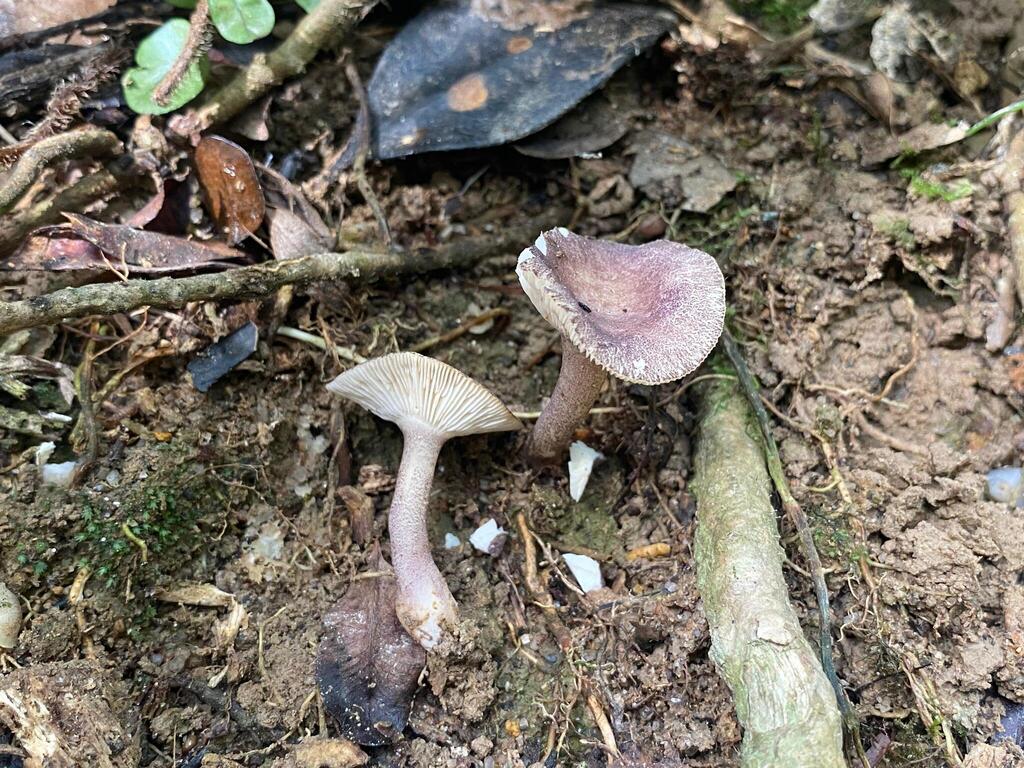 Russula violaceotunicata