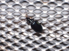 Lebia