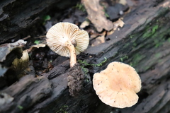 Singerocybe