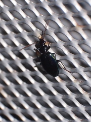 Lebia