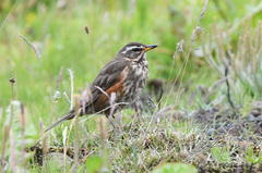 Turdus iliacus coburni
