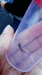 Leptophlebiidae