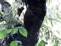 Xiphocolaptes promeropirhynchus