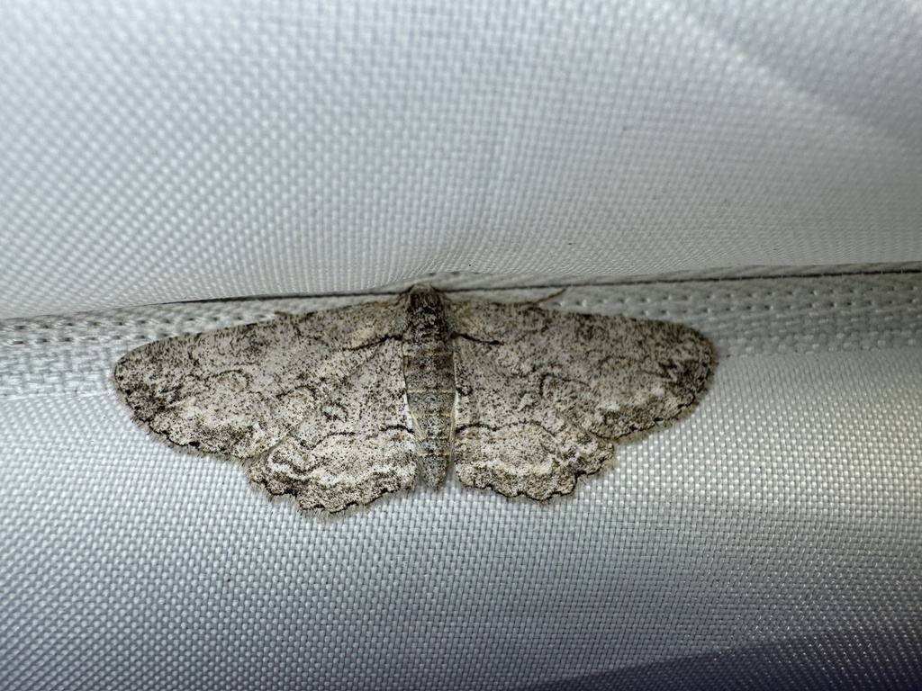 Iridopsis perfectaria