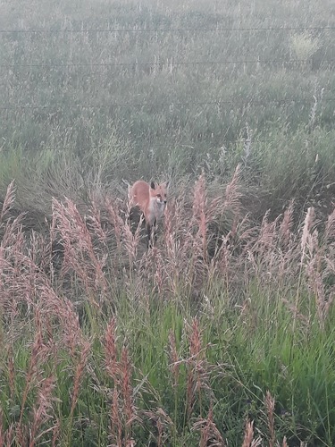 Red Fox photographed in South Dakota