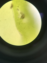 Prasiola borealis