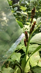 Carex shortiana