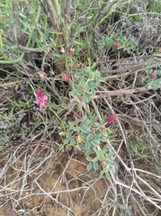 Indigofera intermedia