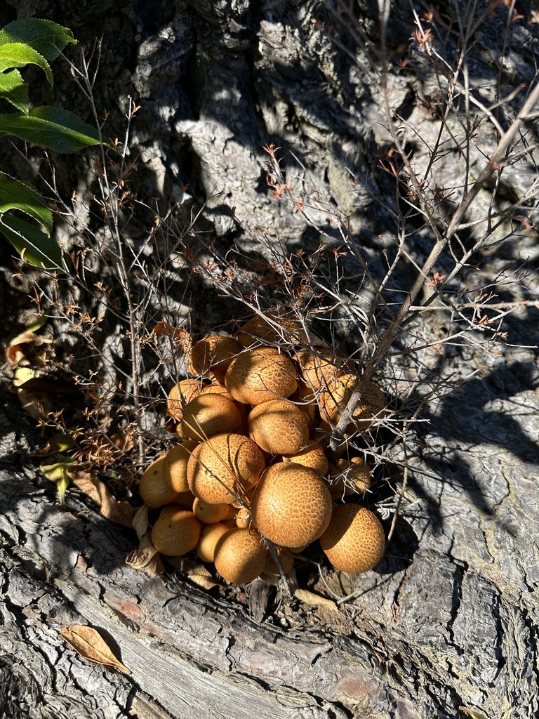 Gymnopilus junonius · April 2025 · photo: © southernwanderer (iNaturalist, cc-by)