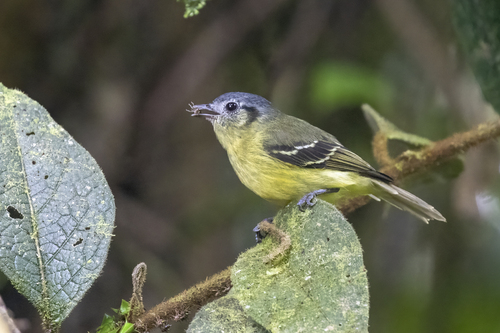 Marble-faced Bristle Tyrant (Pogonotriccus ophthalmicus), photo 8