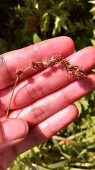 Carex echinodes
