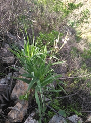 Trachyandra adamsonii