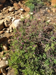 Indigofera intermedia