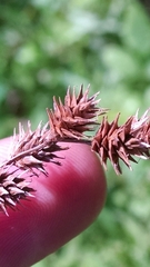 Carex echinodes