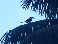 Andigena nigrirostris