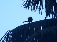 Andigena nigrirostris