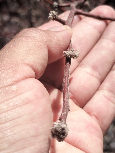 Image of Bursera hindsiana by no rights reserved