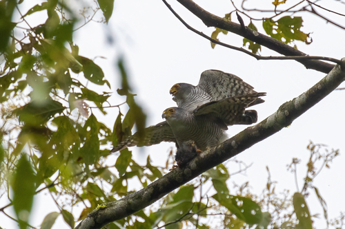Tiny Hawk (Microspizias superciliosus), photo 4