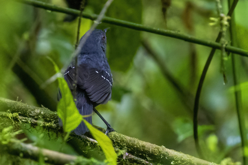 Esmeraldas Antbird (Sipia nigricauda), photo 3