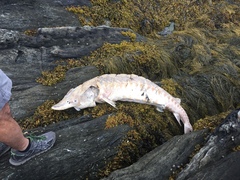 Acipenser brevirostrum