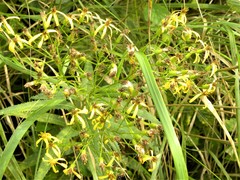 Senecio ovatus