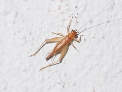 Metiochodes minor