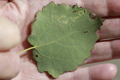 Aulagromyza tremulae