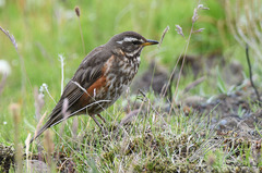 Turdus iliacus coburni