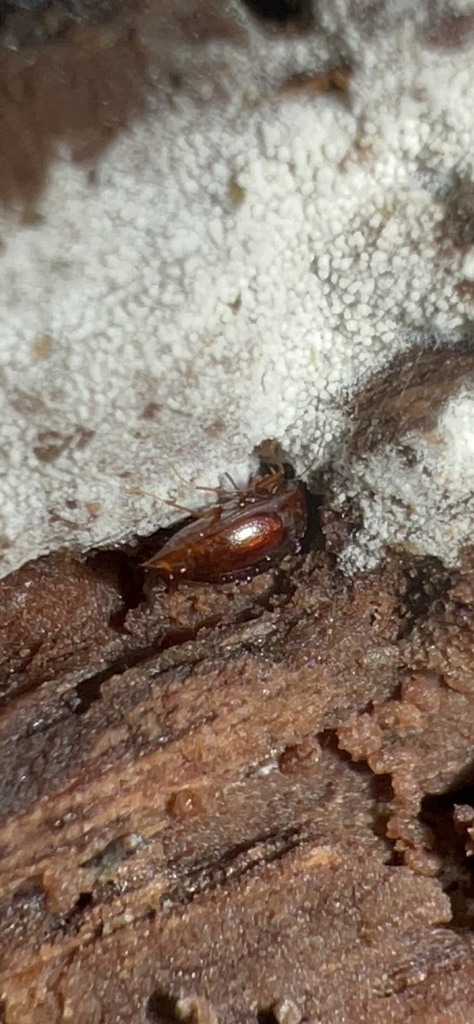 Scaphisoma rubens