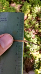 Carex echinodes