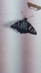 Ithomiola orpheus