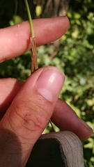 Carex echinodes