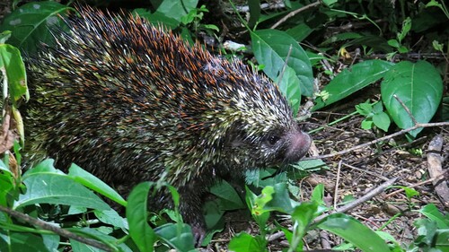 Hope Porcupine