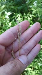 Festuca trachyphylla