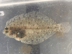 Smallmouth Flounder photo 4