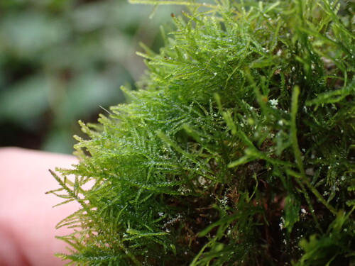 Image of Heterocladium macounii by no rights reserved