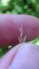 Festuca trachyphylla