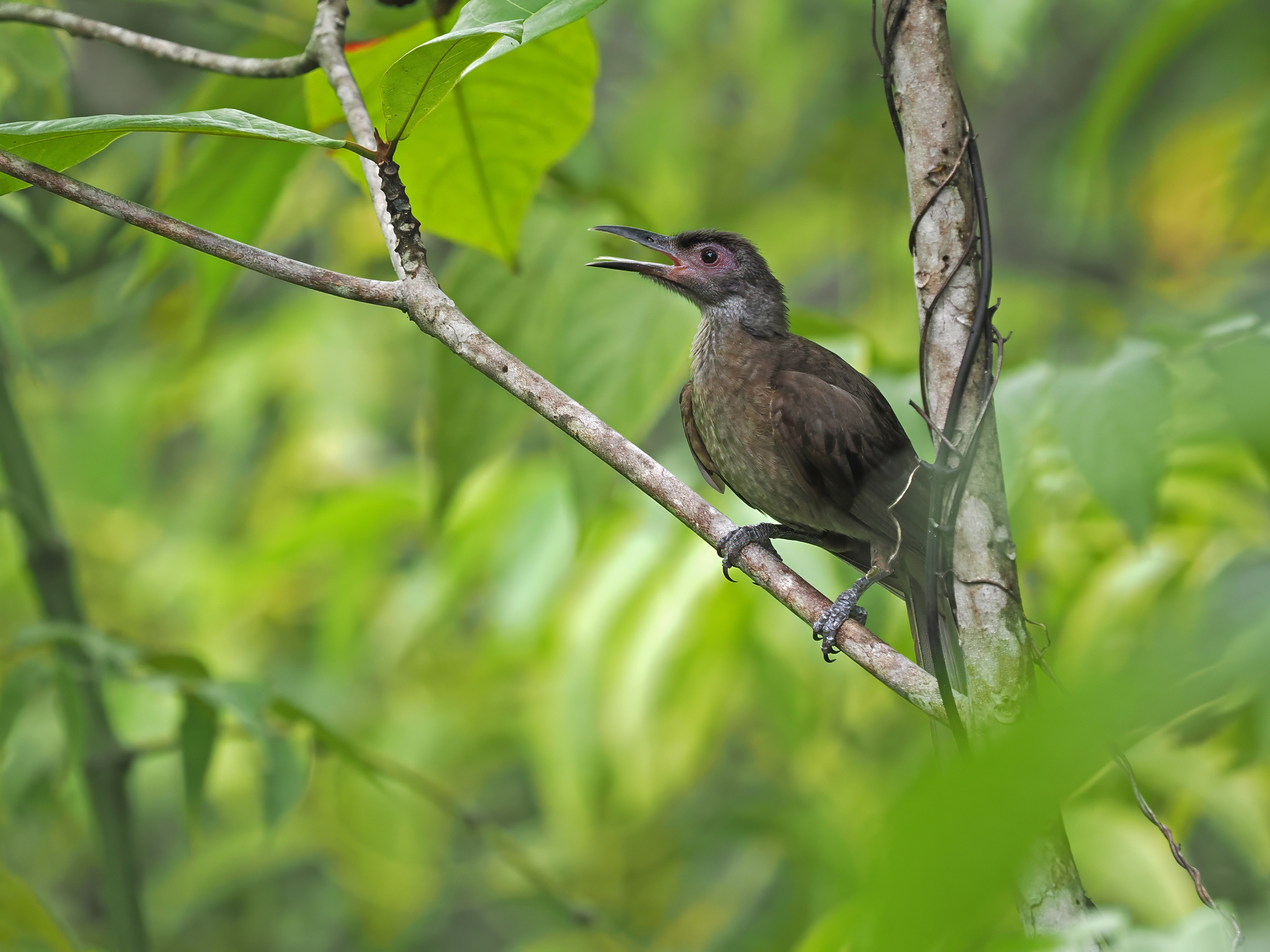 Morotai Friarbird (Philemon fuscicapillus), photo 3