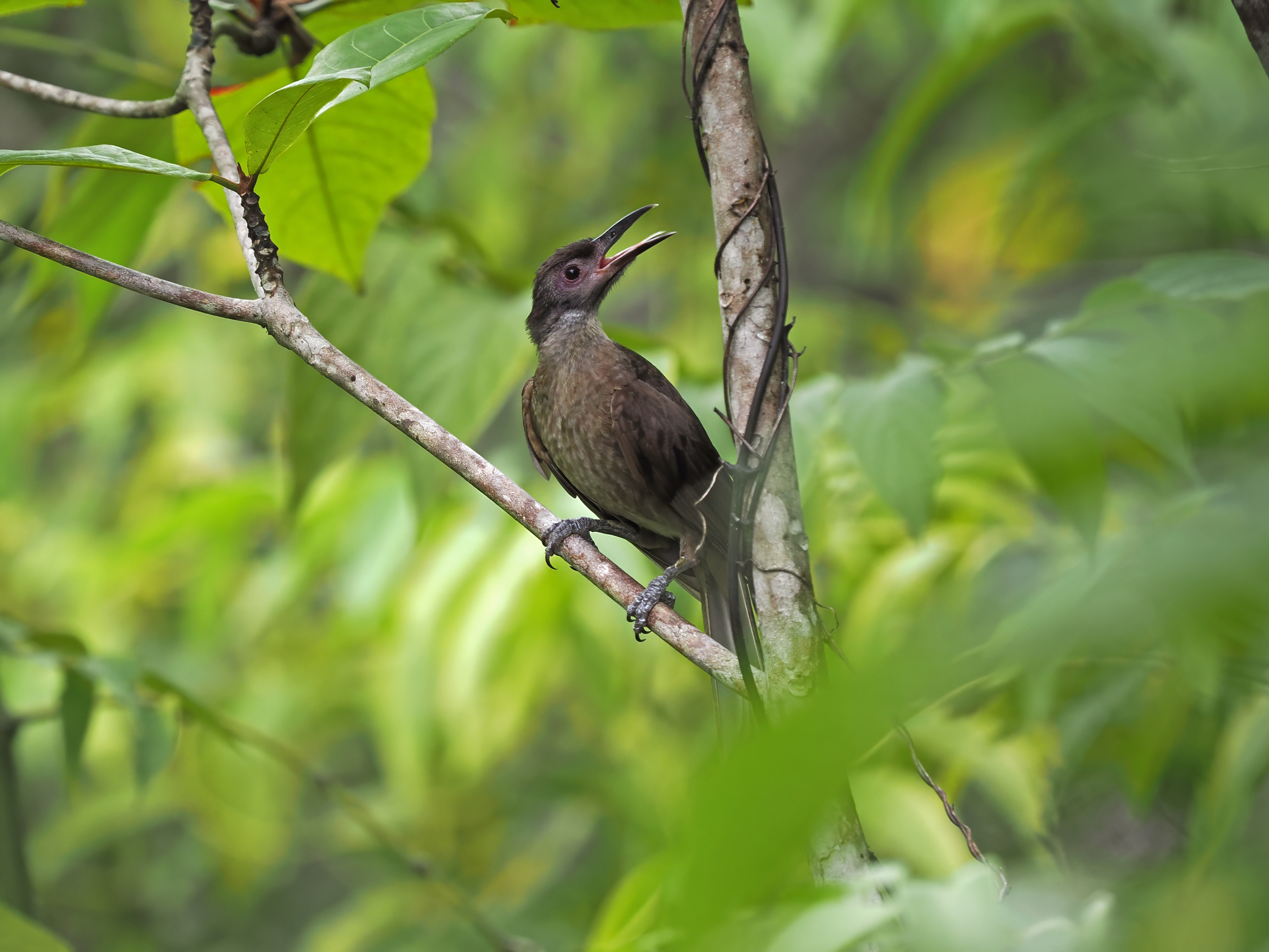 Morotai Friarbird (Philemon fuscicapillus), photo 6
