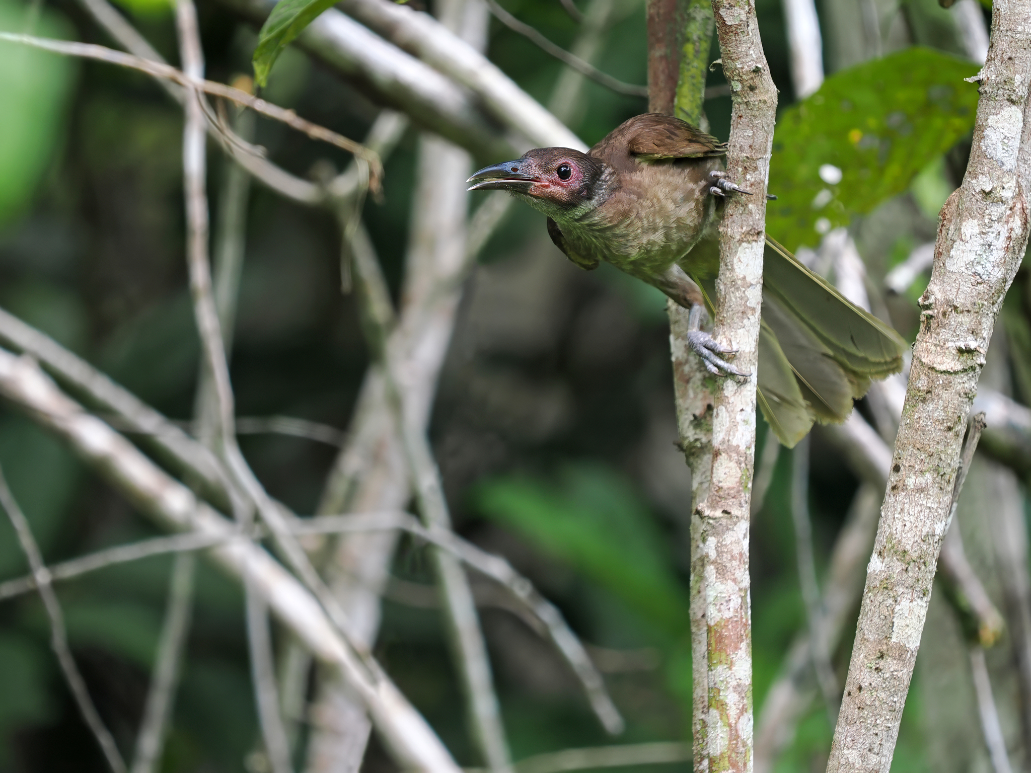 Morotai Friarbird (Philemon fuscicapillus), photo 7