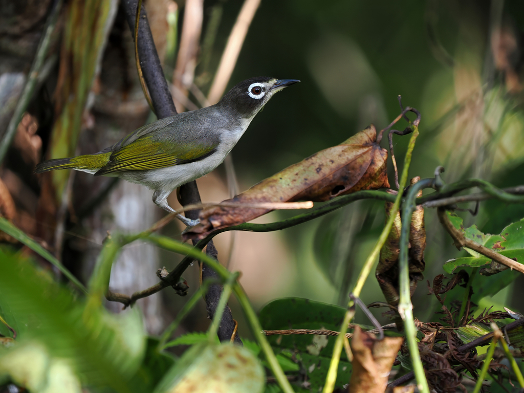 Morotai White-eye photo