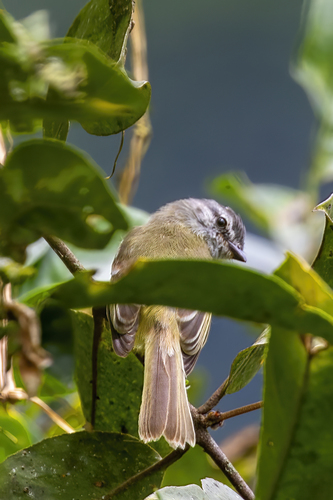 Sooty-headed Tyrannulet (Phyllomyias griseiceps), photo 10