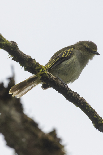 Choco Tyrannulet (Zimmerius albigularis), photo 8