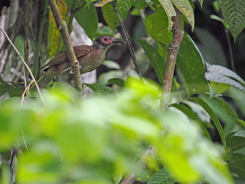 Morotai Friarbird (Philemon fuscicapillus), photo 10
