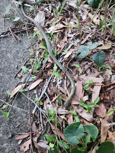Common Tree Snake sighting